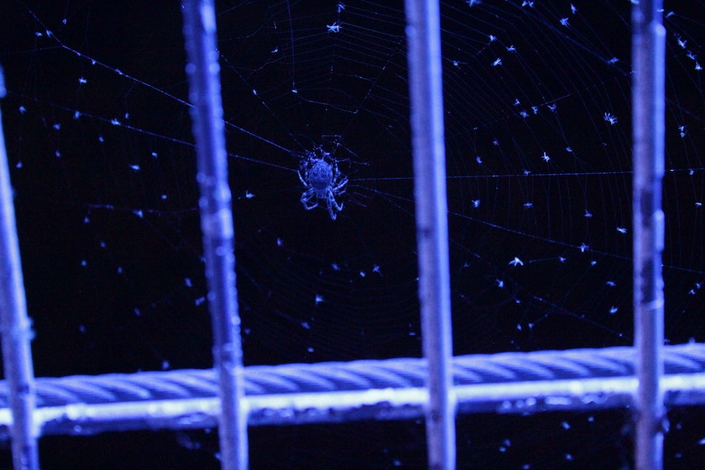 blue-lit spider climbs between metal rungs