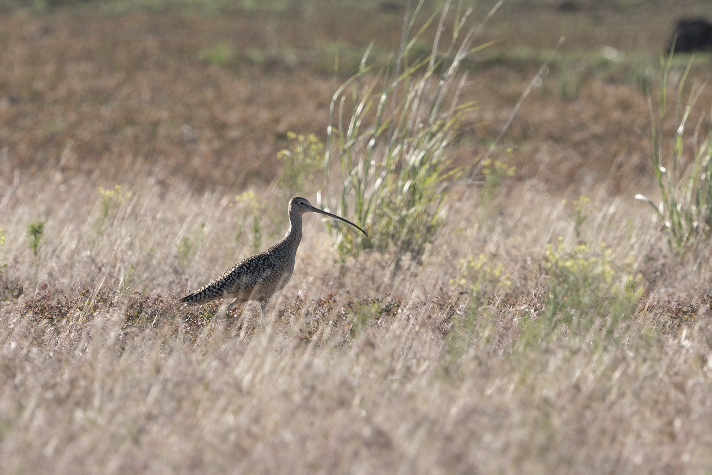 A rare long-billed curlew