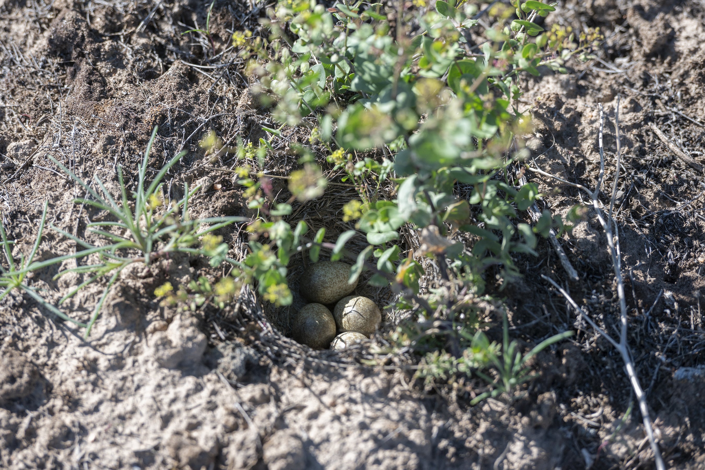 A horned lark nest