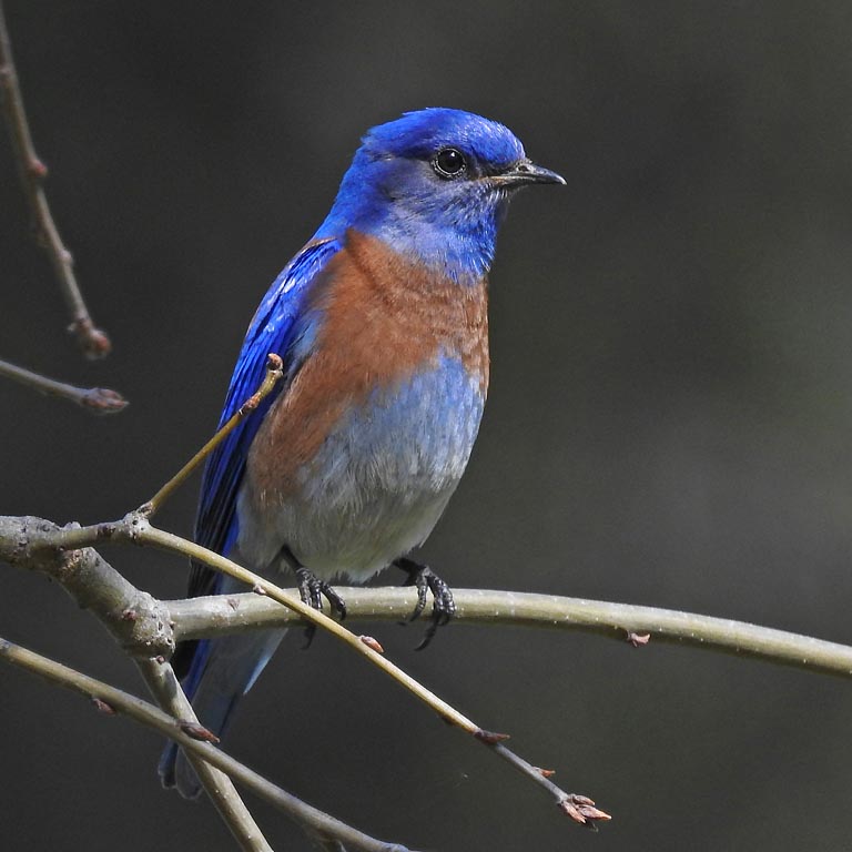 western bluebird on branch