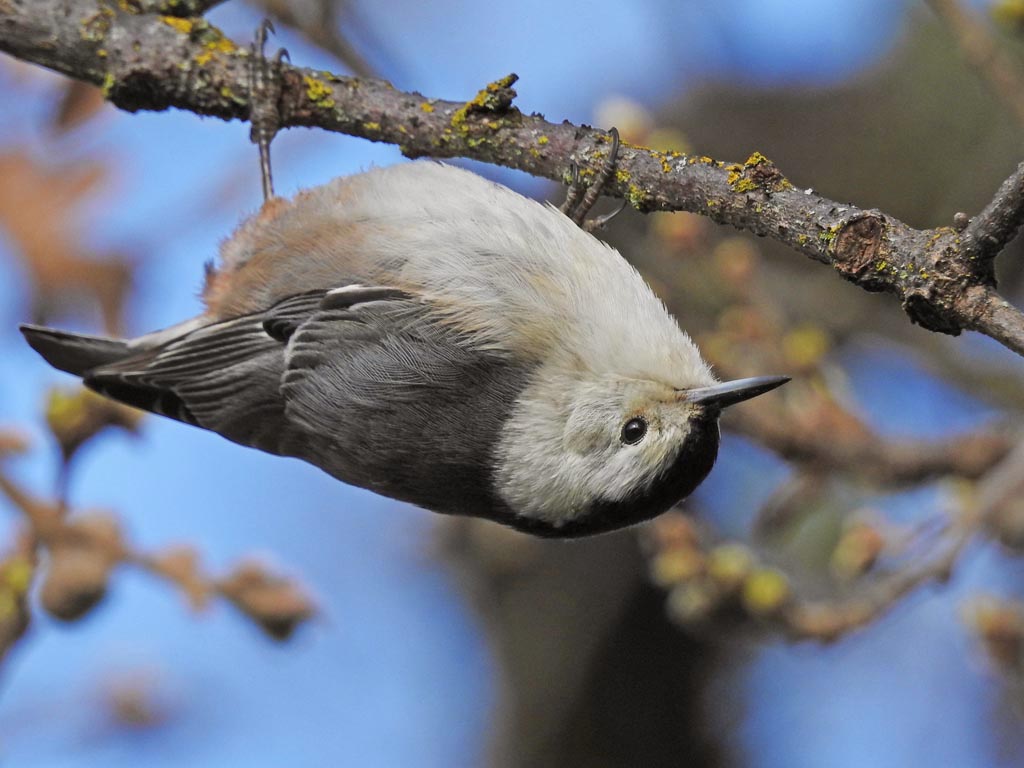 bird upside on branch