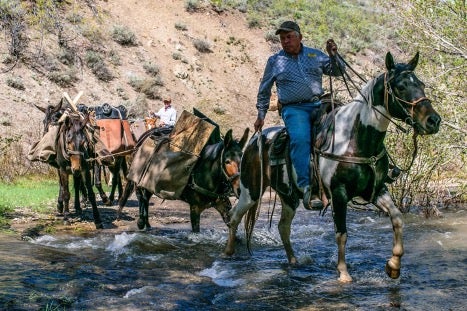 man on horseback leads pack horses across creek