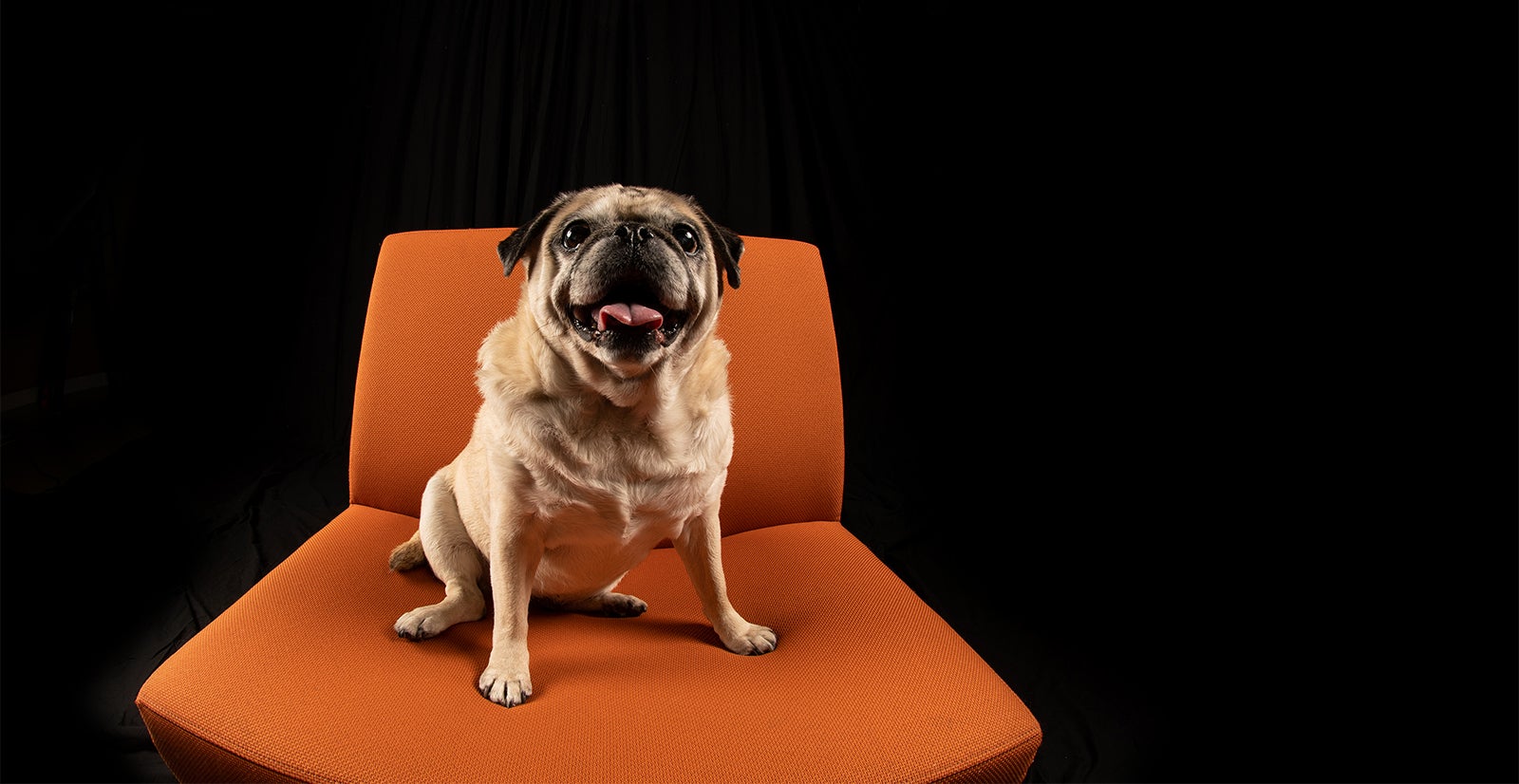 Dog in photo studio on orange chair