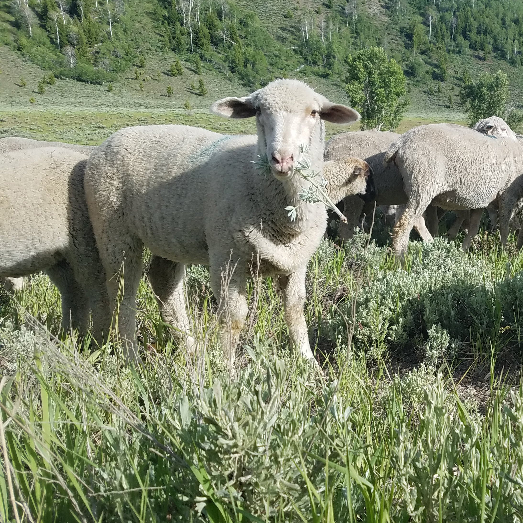 sheep grazing