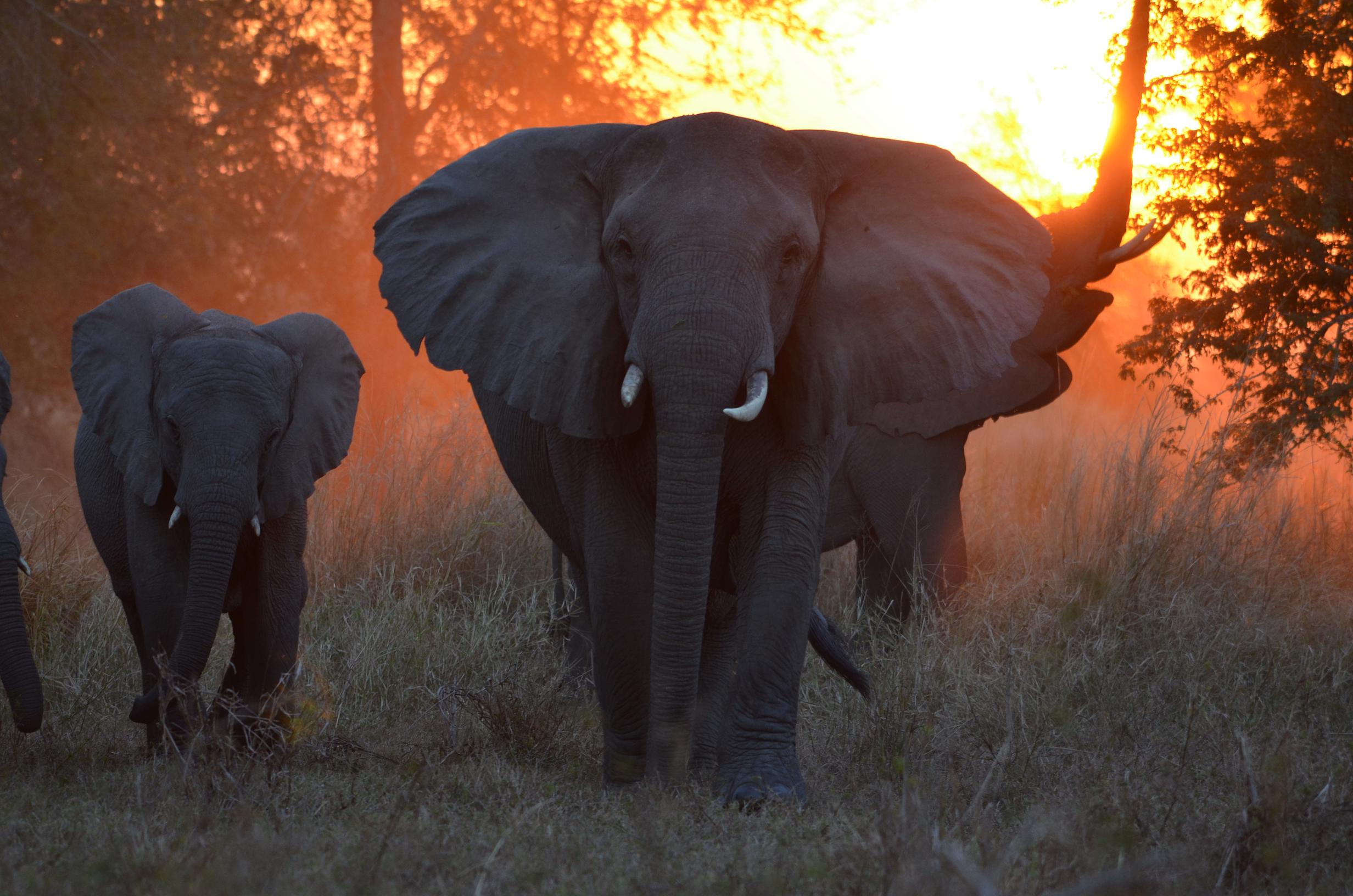 herd of elephants walking with sunset behind them