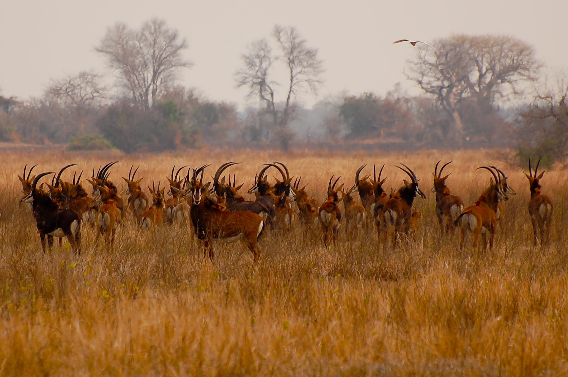 herd of sable antelope