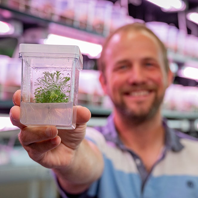 man holds up sagebrush seedling in plastic container