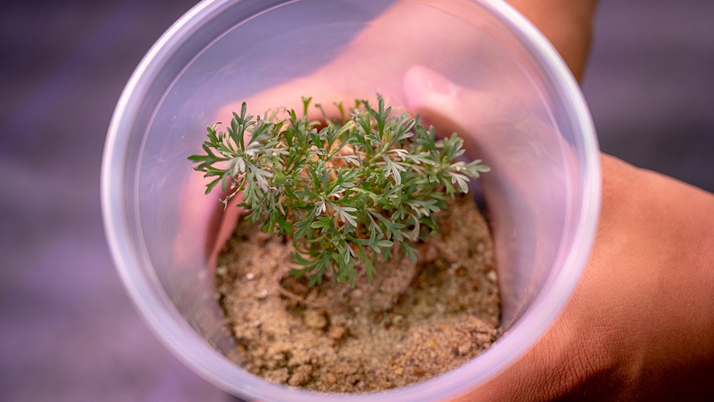 tiny sagebrush seedling grows in a plastic cup