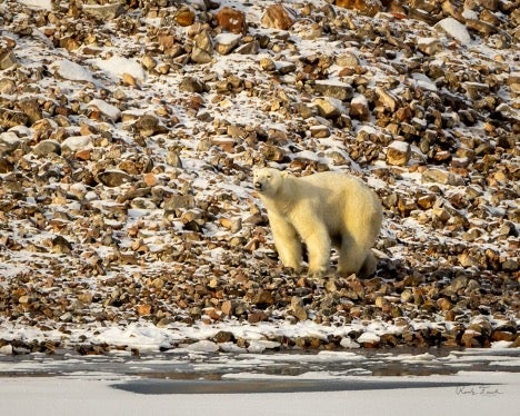 polar bear walks along body of water
