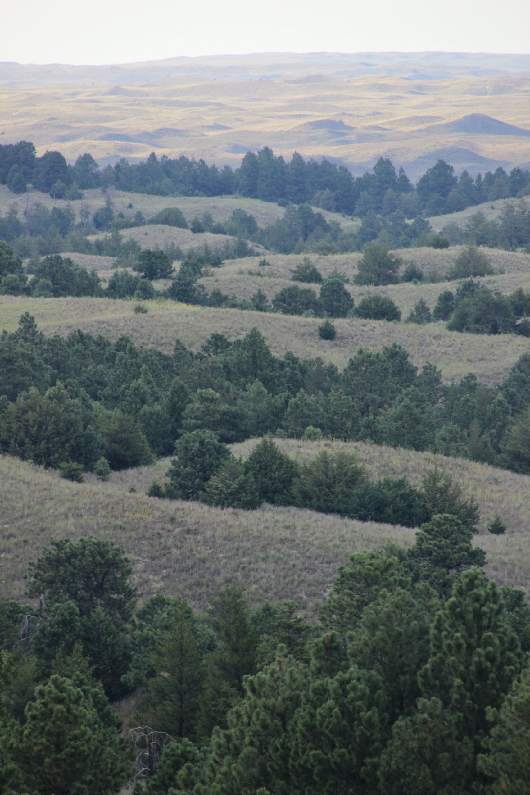 landscape covered in invasive trees