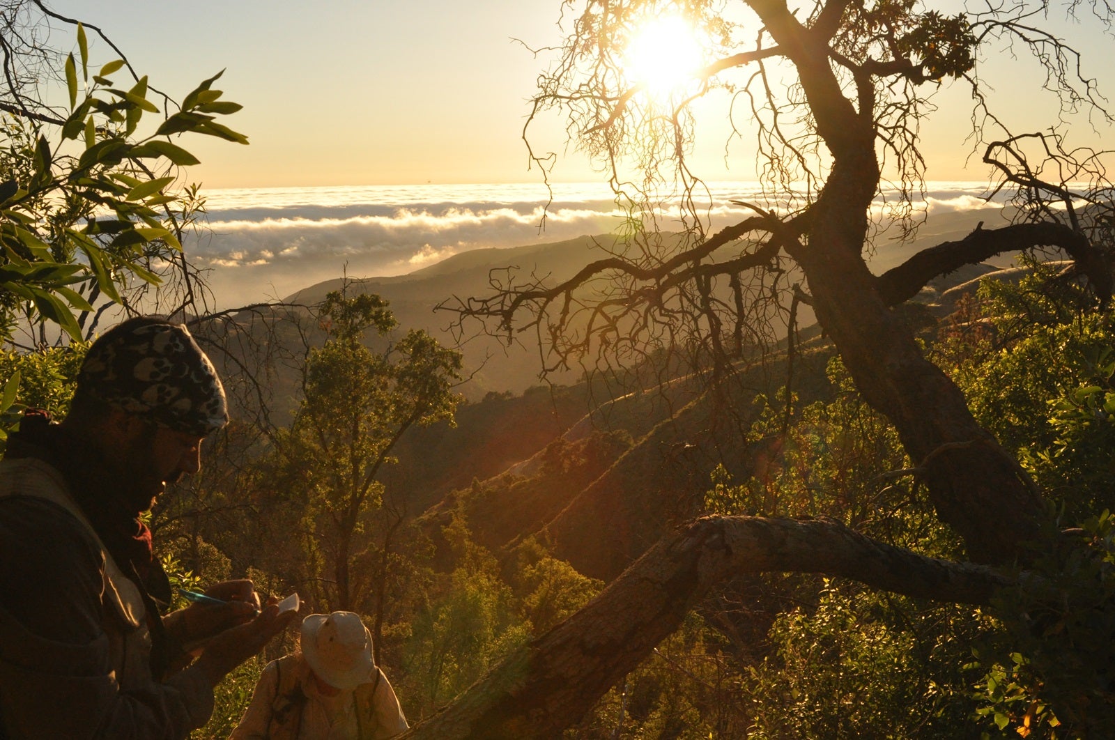 Field crew recording forest mortality data at sunset in Big Sur