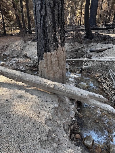 gray, ashy sludge rises up along a tree trunk beside a stream indicating the height of a debris flow