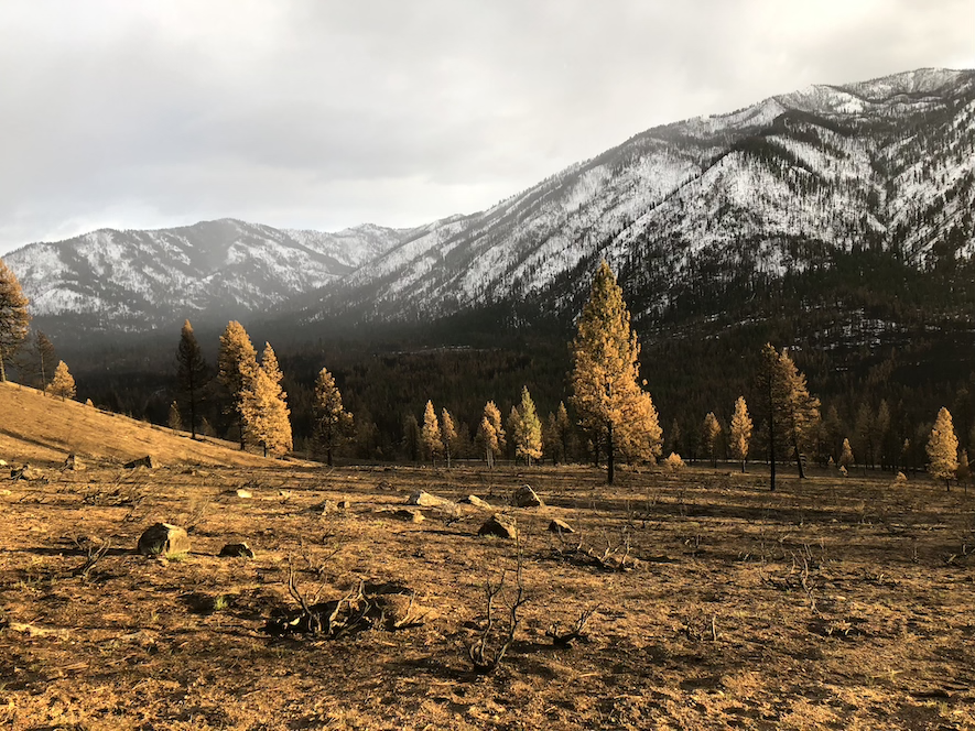 An area of woodlands burned at the foot of snow-capped Sawtooth mountains
