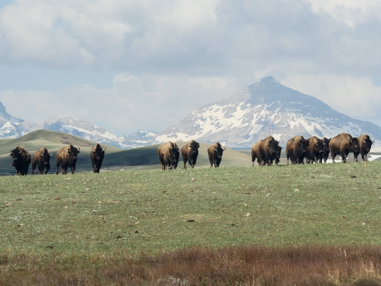 A group of bison on a grassy range surrounded by mountains 