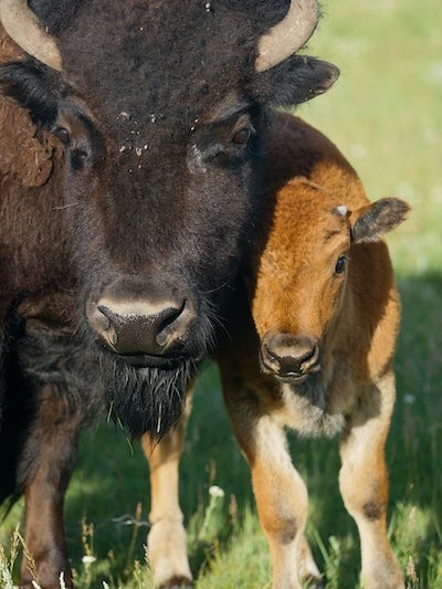 A young bison nuzzles and older animal