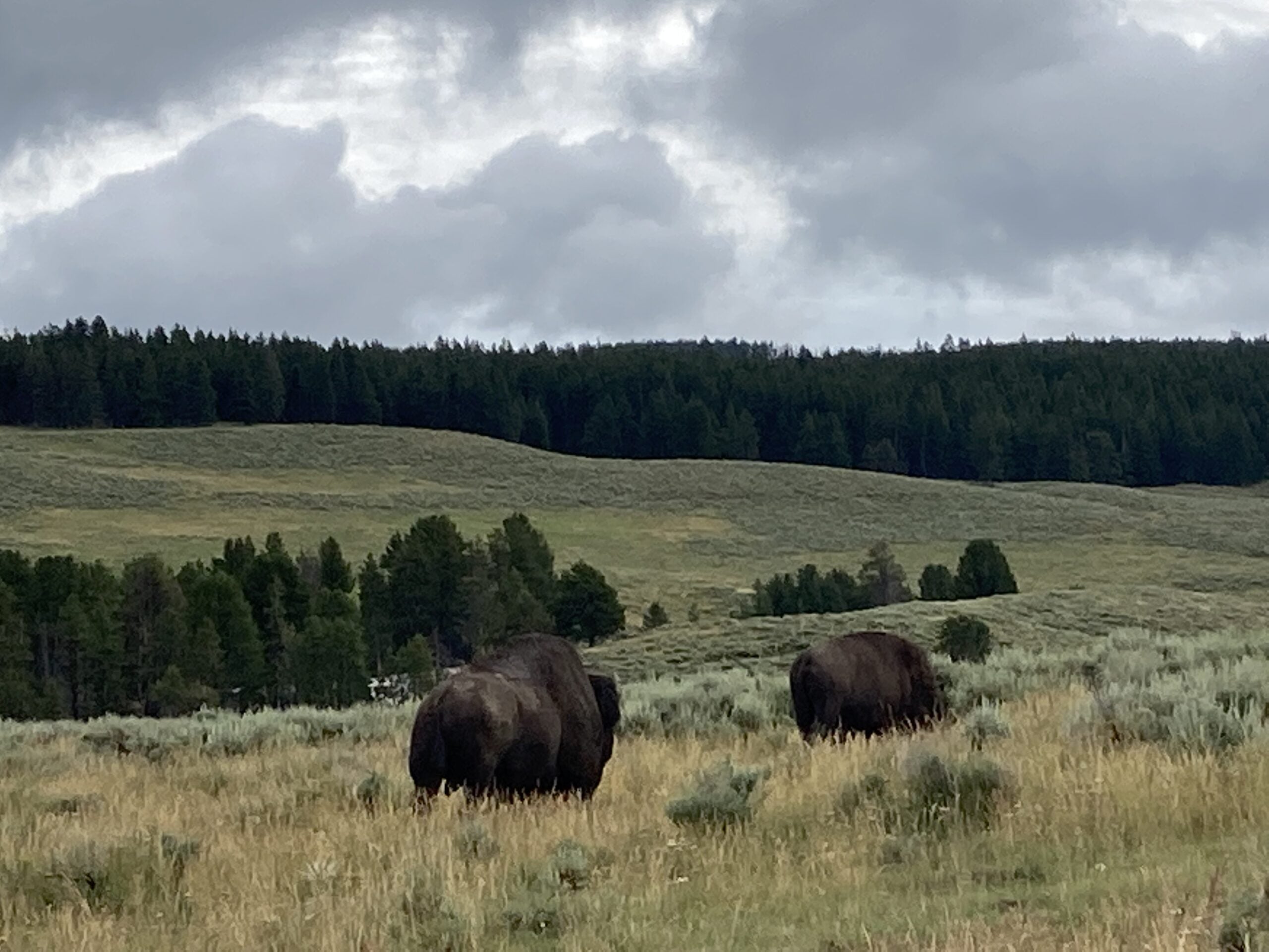 Bison grazing in Yellowstone National Park. The sky is cloudy and there are trees in the distance. 