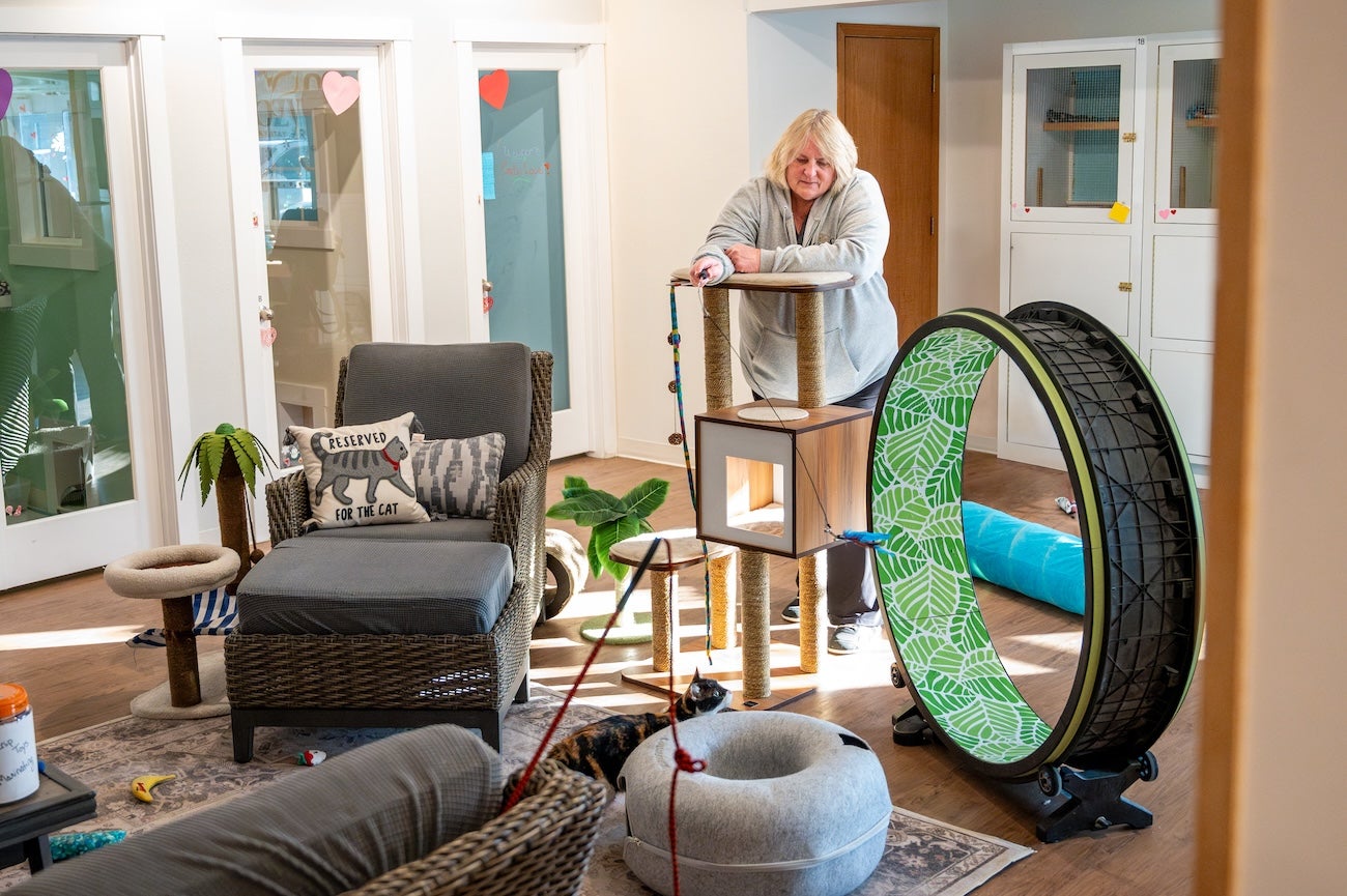 A person plays with a cat in a home with lots of cat toys