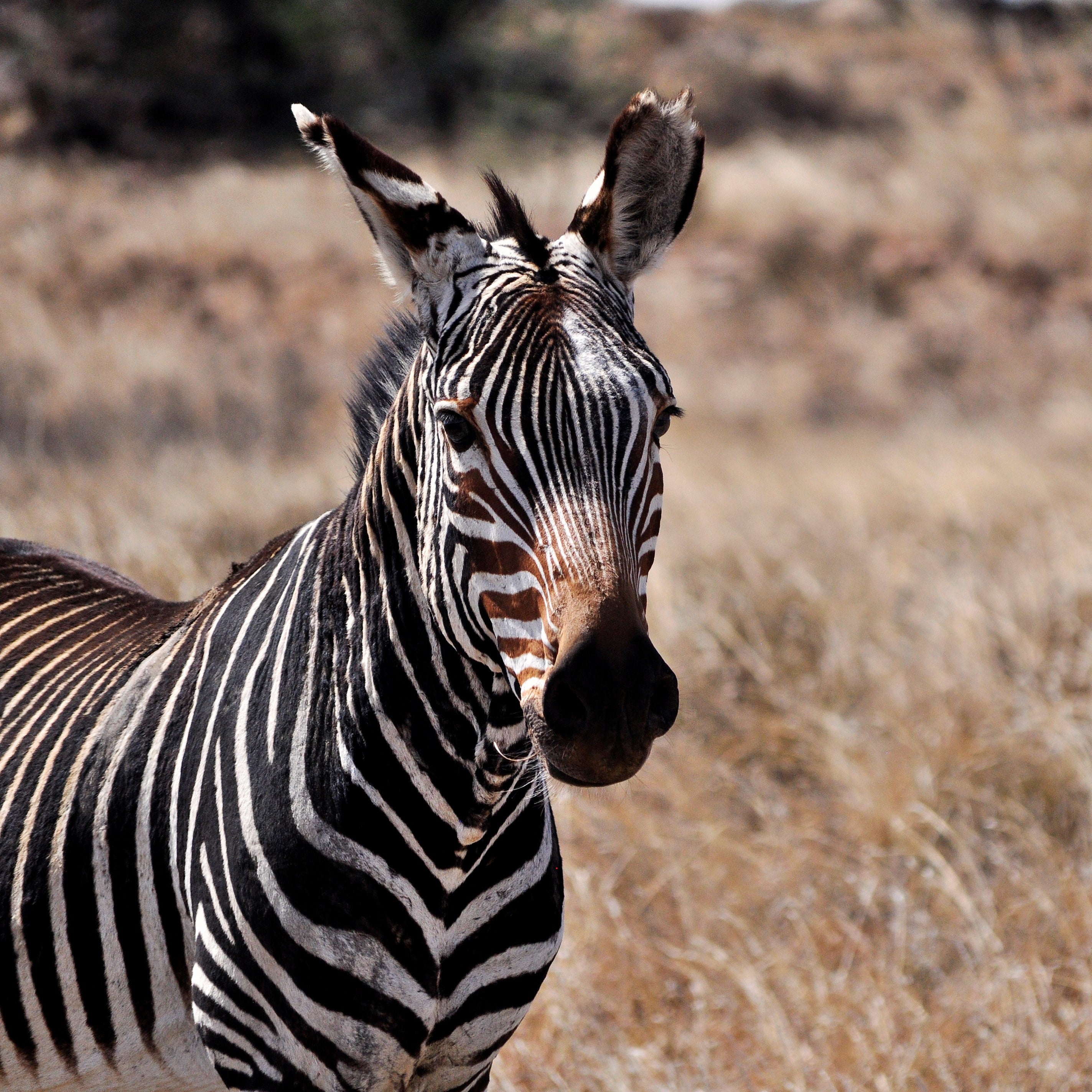 Zebra on a beige grassy plain