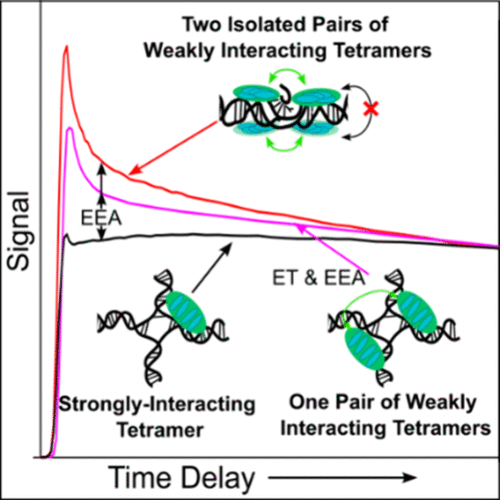 The graph displays signal intensity over time delay, illustrating different interactions among DNA tetramers. The y-axis is labeled "Signal," and the x-axis is labeled "Time Delay." Three curves are plotted, A red curve for Two Isolated Pairs of Weakly Interacting Tetramers,. A Magenta curve for One Pair of Weakly Interacting Tetramers, and a black curve for a Strongly-Interacting Tetramer