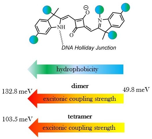 (top) A single squaraine dye covalently attached to DNA Holliday junction. Circles depict the positions of functional groups of differing hydrophobicity. (bottom) As overall squaraine hydrophobicity increases (from blue being the the most hydrophobic and green being the least hydrophobic), excitonic coupling in squaraine dimer and tetramer aggregates increases (from yellow being a weak coupling strength to red being a strong coupling strength).