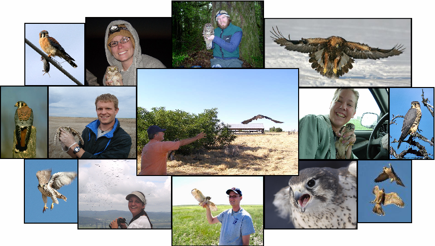 Collage of photos showing raptors in action, raptor habitats, and students handling raptors in the field while working on raptor research