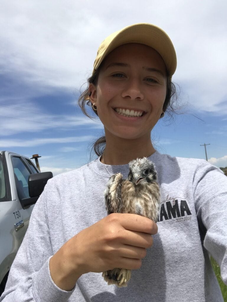 Nora Honkomp holding an American kestrel nestling