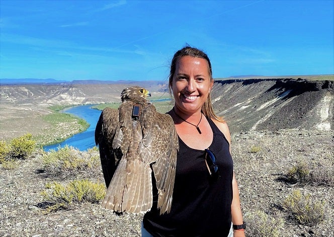 Student Eden Ravecca holding a female prairie falcon outfitted with a GPS-GSM transmitter backpack