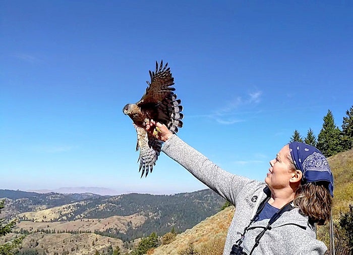 Stacey Smith releasing a Cooper's Hawk after it was banded at Boise Peak