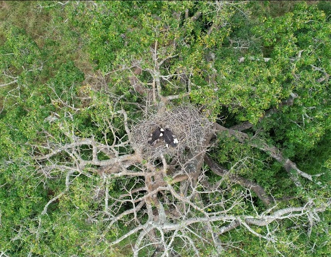 Aerial view of two white-headed vultures in a treetop nest in Mozambique