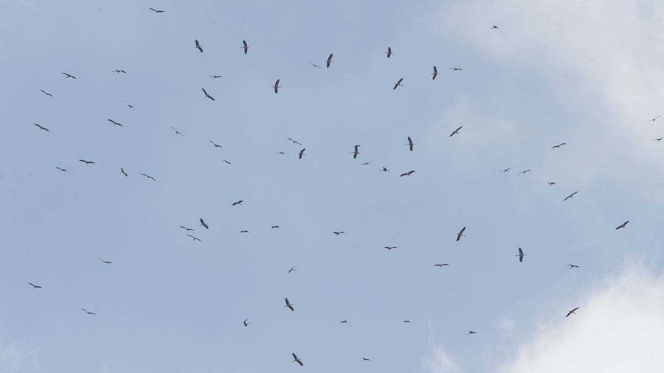 Many white storks riding on thermal updrafts and flying above Tarifa, Spain