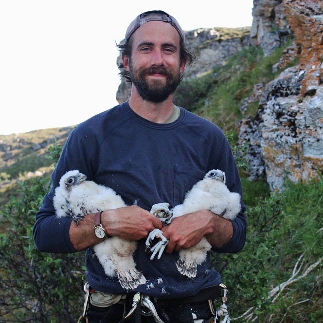 Bryce Robinson holding two immature Gyrfalcon nestlings in Alaska
