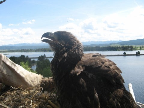Golden eagle in a nest with water in the background