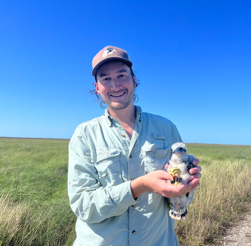 Raptor Biology student David Bontrager holding an Aplomado Falcon nestling in Texas