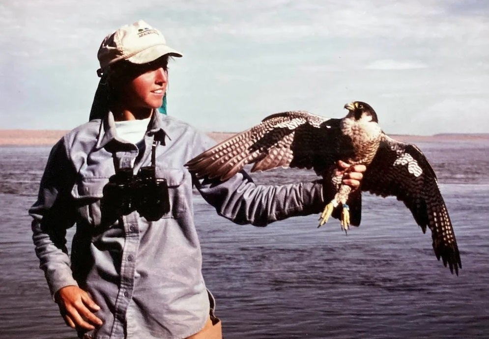 Robin Garwood holding a Peregrine Falcon in Alaska in 1988