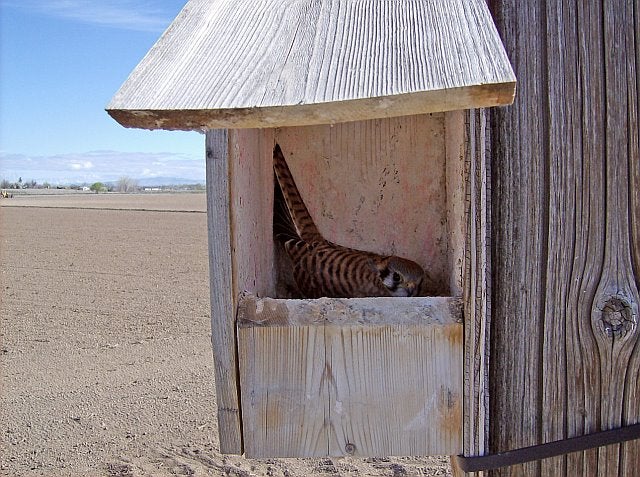 A female American Kestrel nestled in a wooden nest box in a field