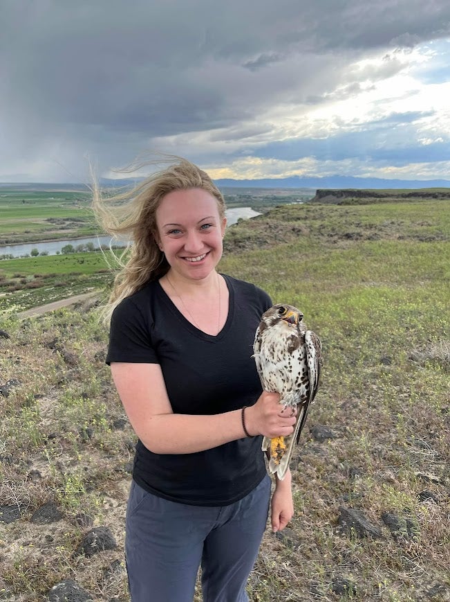 Zoe Bonerbo holding a Prairie Falcon outside after affixing a GPS tracker