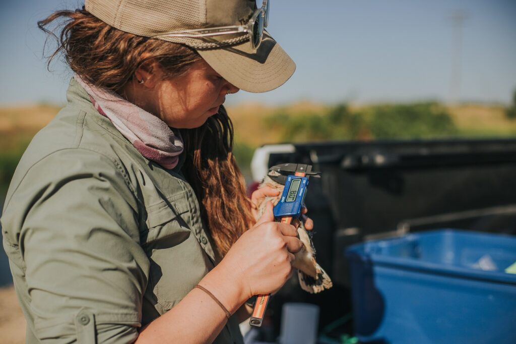 Raptor Biology student Sarah Scott taking morphometric measurements of an Americal Kestrel in the field