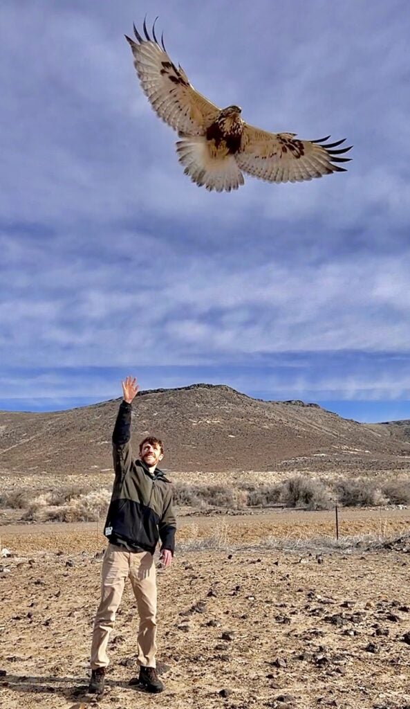 Brian Busby releasing a rough-legged hawk in the field