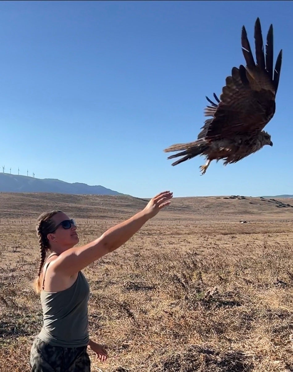 Eden Ravecca releasing a black kite after banding, with wind turbines in the distance