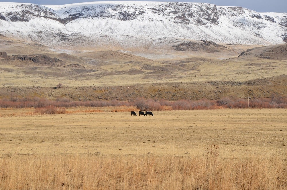three cows on an open field, snowy foothils are in the distance