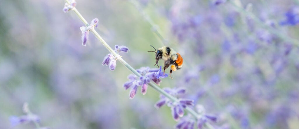 a bee lands on a lavendar bush