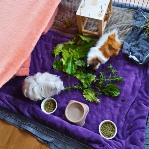 Guinea pigs eating fresh produce from the garden.