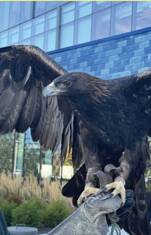 Figure 1. Golden Eagle (Aquila chrysaetos)