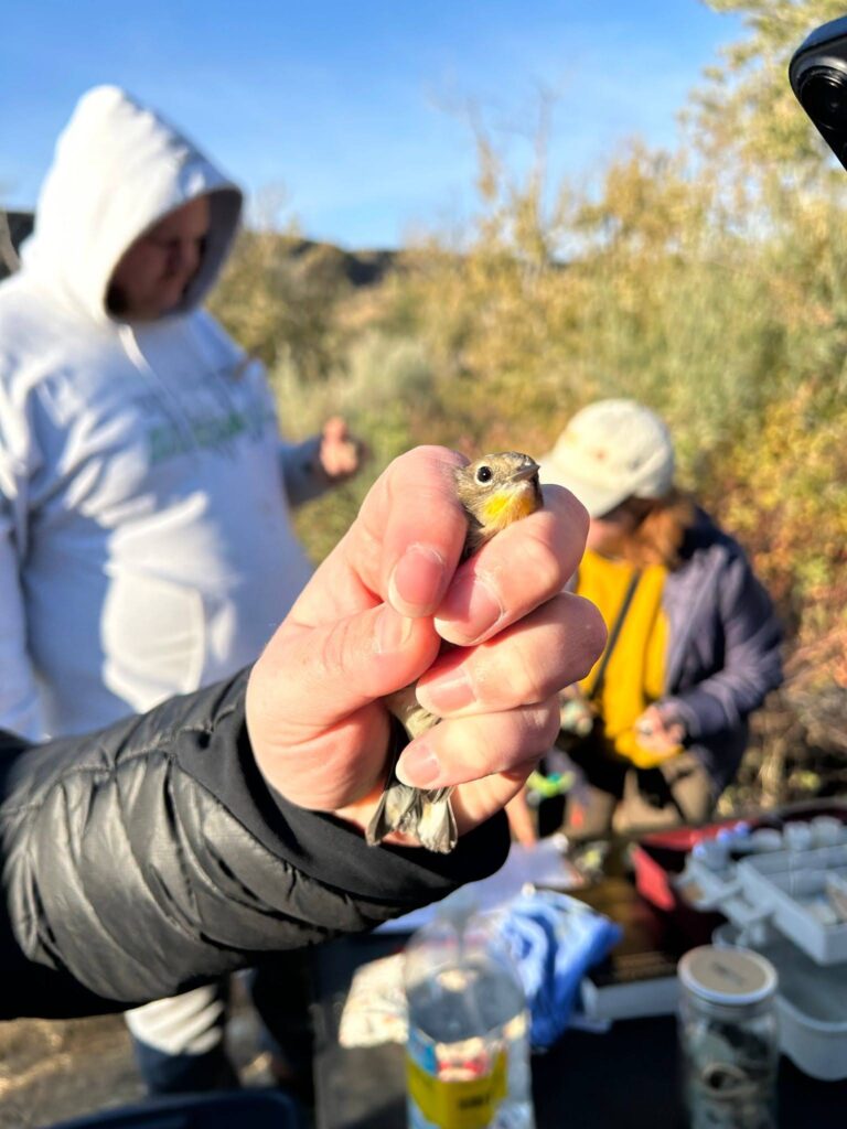 Student bands a bird that they hold in their hand.