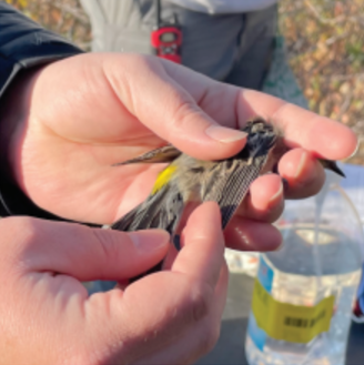 Figure 6. Bird banding
with the IBO