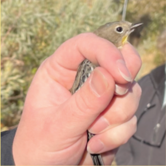 Figure 7. Handling bird to
attach ID band