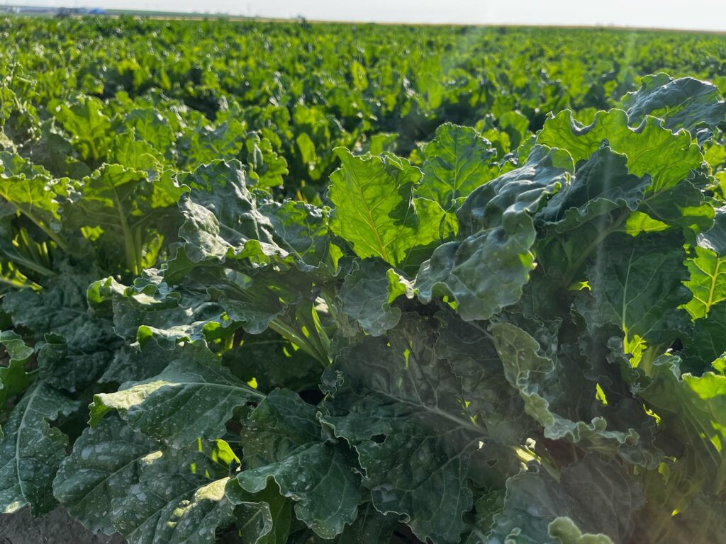 A close up photo of sugarbeet leaves