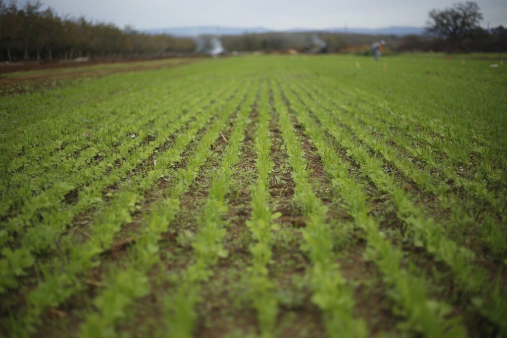 A landscape photo of rows of leafy crops.