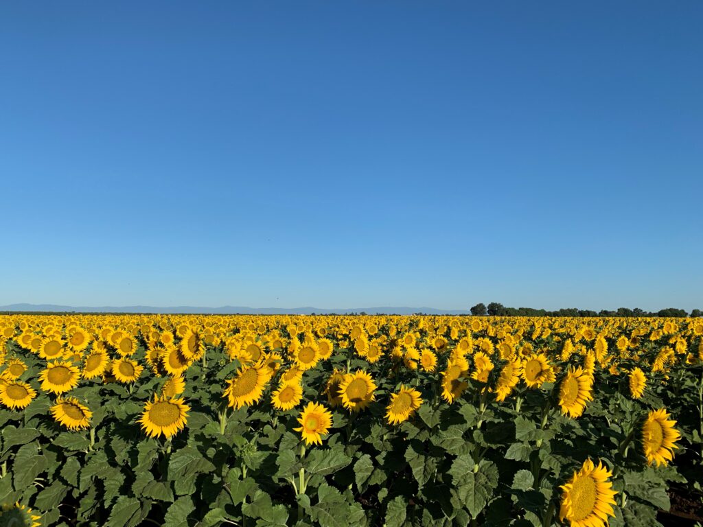 Landscape photo of a sunflower field