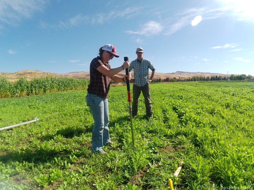 Two people in a field with a soil tool to measure carbon in the soil.